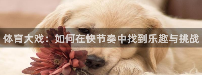 酷玩体育低调看NBA：体育大戏：如何在快节奏中找到乐趣与挑战